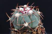 Echinocactus horizonthalonius VZD 511
